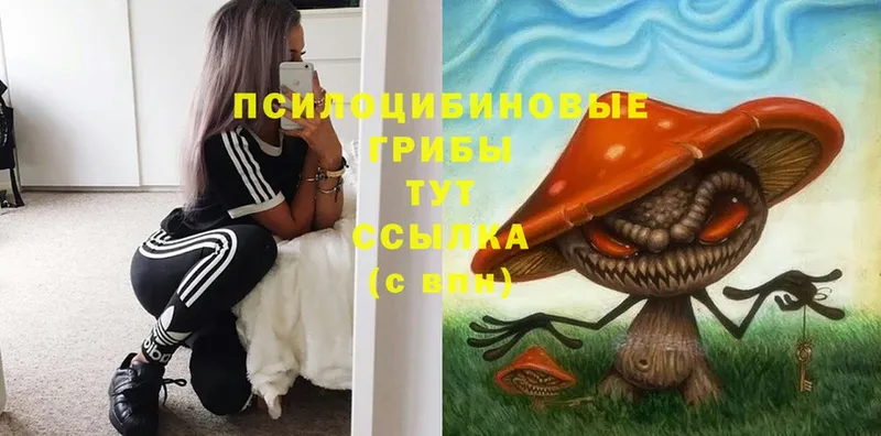 Псилоцибиновые грибы Cubensis  Беслан 